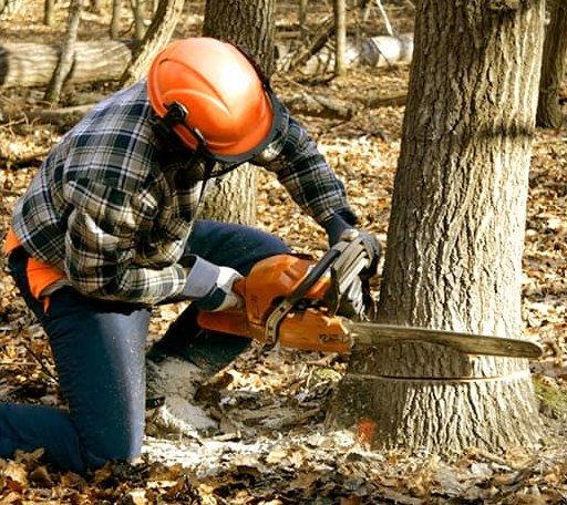 Tree Removal in Fall River, MA